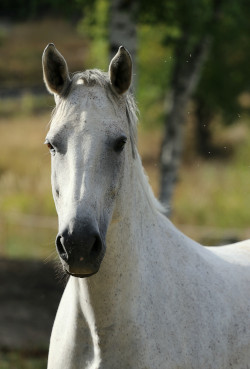 Celtas Shibanya s. 2012